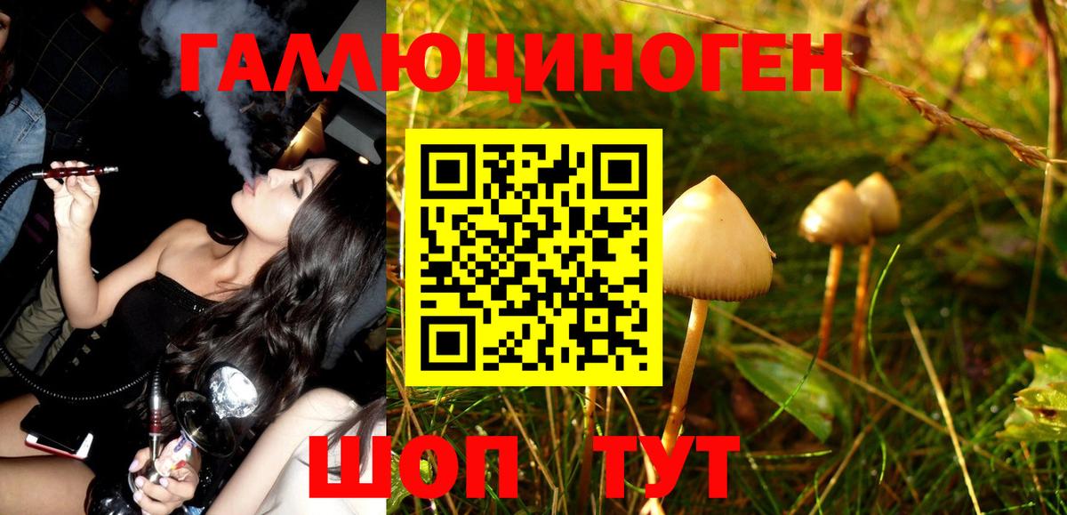 Галлюциногенные грибы Psilocybine cubensis Якутск